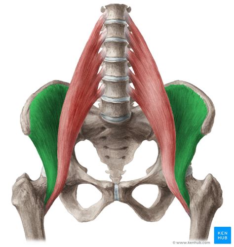 musculo iliaco - musculo psoas